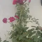 شتلات - اسمدة - مراكن - صيانة .