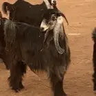 معز صنف للبيع