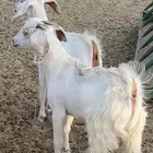 تيوس عرضيه درجة اولى