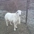 المثلث