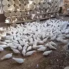 حمام فرانسي البيع
