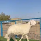 ( نبذه تعريفيه عن المراح )