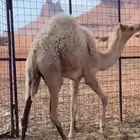 افلح من ذكر الله