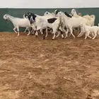 معزا مطورات