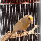 كناري