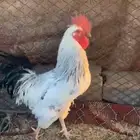 ديك فرنسي كفو وحار ويذن شرط