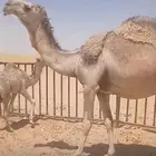 خلفه بكر جذعه رمانيه تحتها بكره