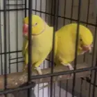 مفقود ببغاء انثى لاتينو