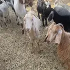 معزا دفيع