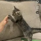 قط شيرازي للتبني