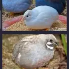 مطلوب سمان صيني