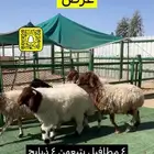 غنم نعيم مطافيل عيالهن ذبايح