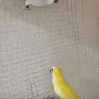 جوز كويكر