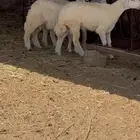 ثربان