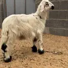 خروف يرضع