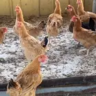 دجاج تركي