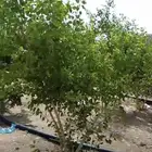 شتلات تعيش على المياه المالحه التي تتجاوز ملوحتها البحر