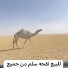 للبيع لقحه سلم من جميع العذاريب