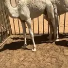 حشو لبيع