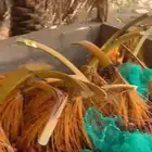 بقايا تمر للبيع