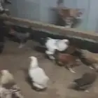 للبيع دجاج براهما