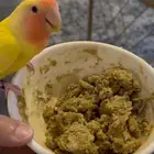 طيور روز