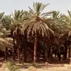 صيف نخل برني العلا