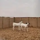 جفير بيشيات ((( تم البيع)))