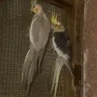 طيور كروان. منتجه. وفراخ. للبيع.