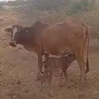 بقرة رعوية منتوجة معها انثى