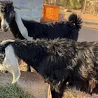 تيوس طيبات