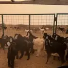 تيوس طيبه