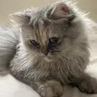 قطه أنثى للتبني