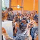 مطلوب صوص فيومي