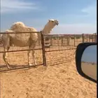 حوار للبيع فحل امه طيبه وسلاله طيبه