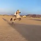 حصان كفوو جدا