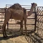 حاشي