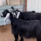3 معزا عارضيات صنف