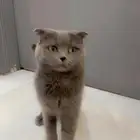 قط فصيلة سكوتش