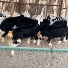 بهم نجد