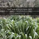للإيجار مزرعه القصيم قبه طريق الزبيره