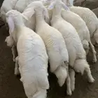 رخال صنف تاسيس مراح تم البيع