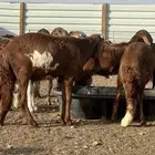 طليان سواكن فل شحم مرابي 5 شهور