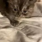 قطط