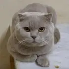 scottish fold lilac