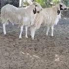 فحول الكجلا