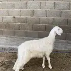 خروف للبيع