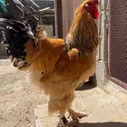 ديك براهما بوف بيور