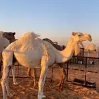 2 ضرايب وضح