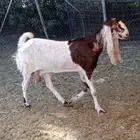 عنز باكستانية تحتها 2